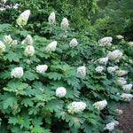 Hydrangea Plant Live, Reblooming Hydrangea Flowers Well-Rooted, Hardy Bush Shrub, 5-9" Tall, Vibrant Shades (White)