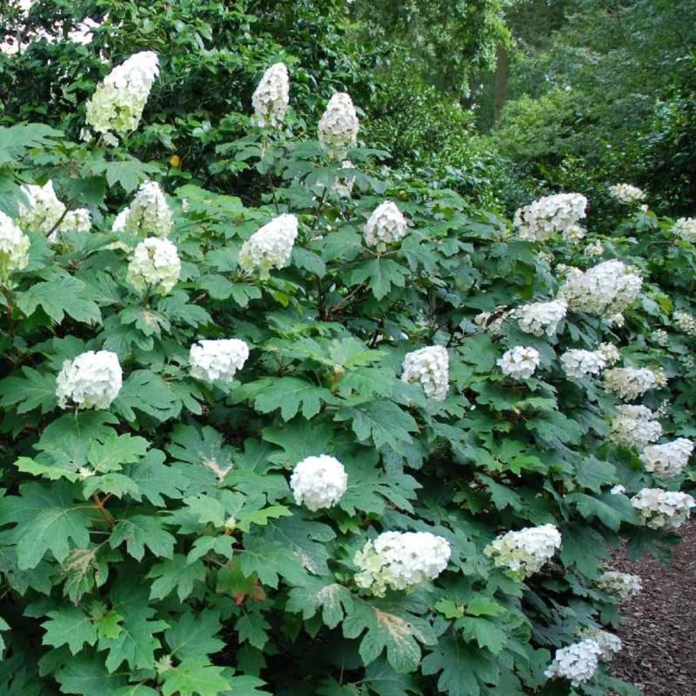 Hydrangea Plant Live, Reblooming Hydrangea Flowers Well-Rooted, Hardy Bush Shrub, 5-9" Tall, Vibrant Shades (White)