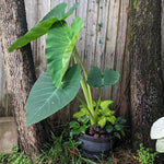 Colocasia Live Plant, 4-8'' Tall, Elephant Ear Plant, Esculenta Taro Alocasia Housplant, Indoor Outdoor Planting (Large Leaves)