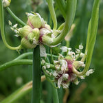 Set 30 Egyptian Walking Onions Bulbs, Large Egyptian Walking Onions Bulbs for Planting, Heirloom Onion Bulb for Planting Outdoors Garden, Perennial and Easy to Plant