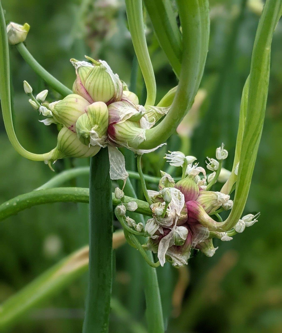 Set 30 Egyptian Walking Onions Bulbs, Large Egyptian Walking Onions Bulbs for Planting, Heirloom Onion Bulb for Planting Outdoors Garden, Perennial and Easy to Plant