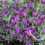 Pack 2 Lavender Plants Live Indoor, Lavandula Trees Live Plants for Planting, Fragrant Flowers Perennial, Plugs 4-7" Tall Well-Rooted (French Lavender)
