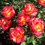 Rose Plant Live, Roses Bush for Outdoor Garden, 5-10 Inch Tall, Ornamental Flowering Shrub with Fragrant Blooms, Ready to Plant (Orange Moment Rose)