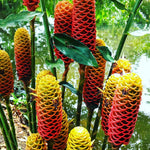 5 Awapuhi Red Ginger Rhizomes, Shampoo Ginger Live Plant Rhizomes, Fresh Roots, Zingiber Zerumbet Hawaiian Ginger Lily for Planting, Pinecone