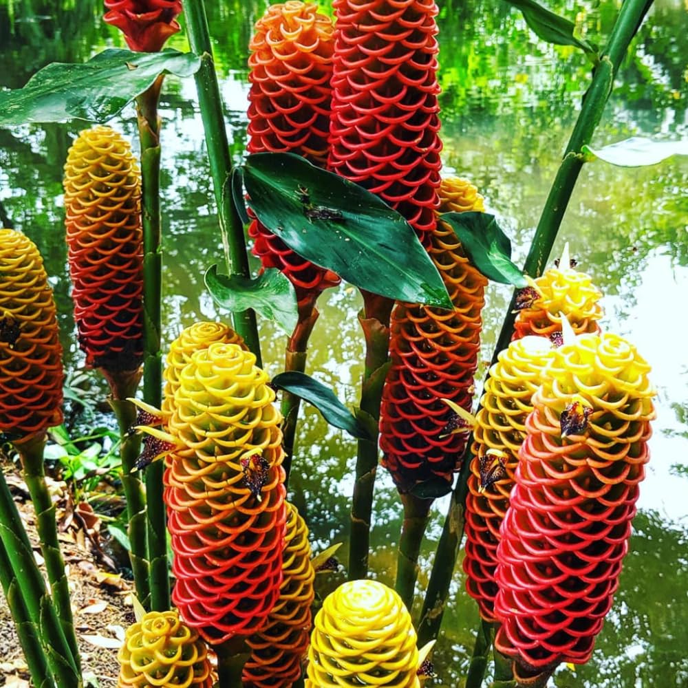 5 Awapuhi Red Ginger Rhizomes, Shampoo Ginger Live Plant Rhizomes, Fresh Roots, Zingiber Zerumbet Hawaiian Ginger Lily for Planting, Pinecone