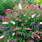 Pack of 2 Mixed Butterfly Bush Live Plant, Fragrant Buddleia Shrub, 4-9 Inch Height, Vibrant Blooms for Landscaping