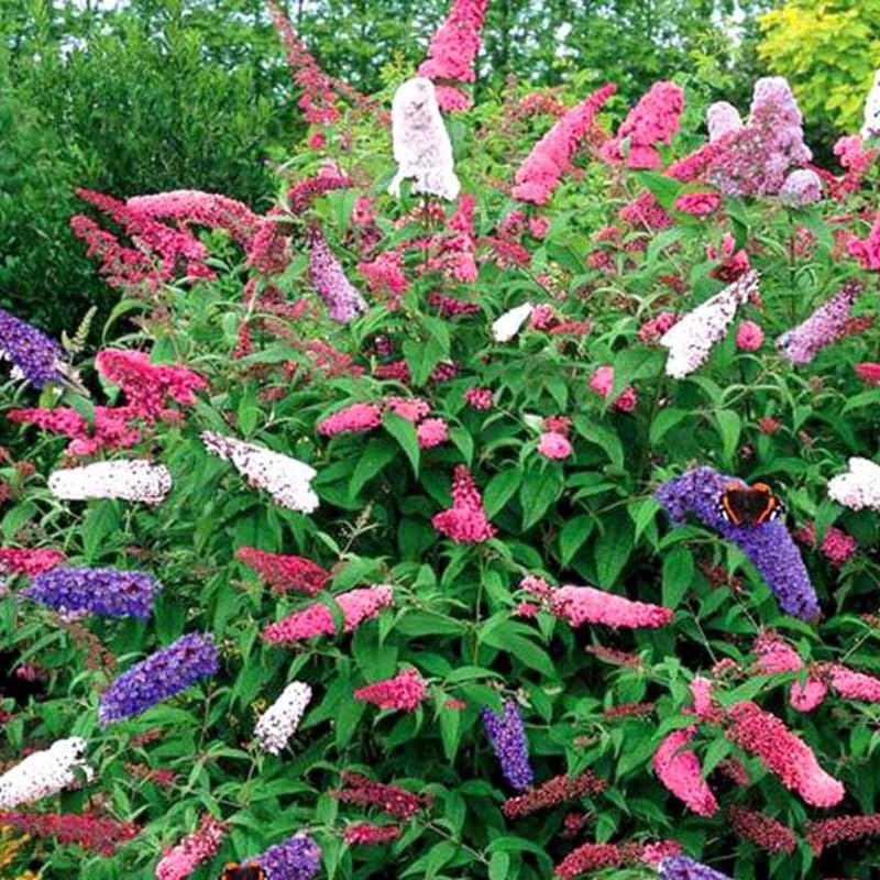 Pack of 2 Mixed Butterfly Bush Live Plant, Fragrant Buddleia Shrub, 4-9 Inch Height, Vibrant Blooms for Landscaping