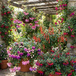 Set 2 Assorted Fuchsia Plants Live 2-5 Inches Tall, Colorful Hanging Flower Plants for Patio, Garden and Containers