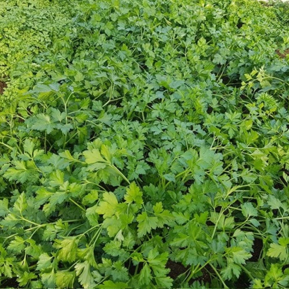 6 Parsley Plants Live, Parsley Live Plant, 5 to 7 Inc Tall, Live Parsley Plant Indoor Outdoor Gardening