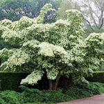 Dormant Dogwood Tree Live Plant, 9 Months Old 6-12 Inch Tall in Quart Pot, Dogwood Tree Potted, Perennial, Well Rooted Plants, Cold Hardy (White Kousa)