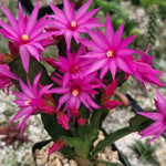 Pink Easter Cactus Plant 3-5'' Tall, Holiday Cactus Plant Starter 2 Inch Pot, Easy Care Houseplant Indoors Outdoors