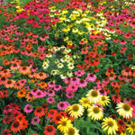 Echinacea Plant Live, Assorted Coneflower Plant Live Indoor, 4 Inc Potted, Echinacea Flower Plants Gardening Indoor Planting Outdoor
