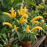 Yellow Shrimp Plants Live, Shrimp Plant, Tropical Flowering Plant for Containers, Patios and Landscapes, Full Rooted from 4-6 Inches Tall
