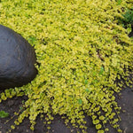 Golden Creeping Jenny Plant Live, 2-3 Inch Tall, Creeping Starter Plant for Ground Cover in Garden, Landscape, and Container Growing