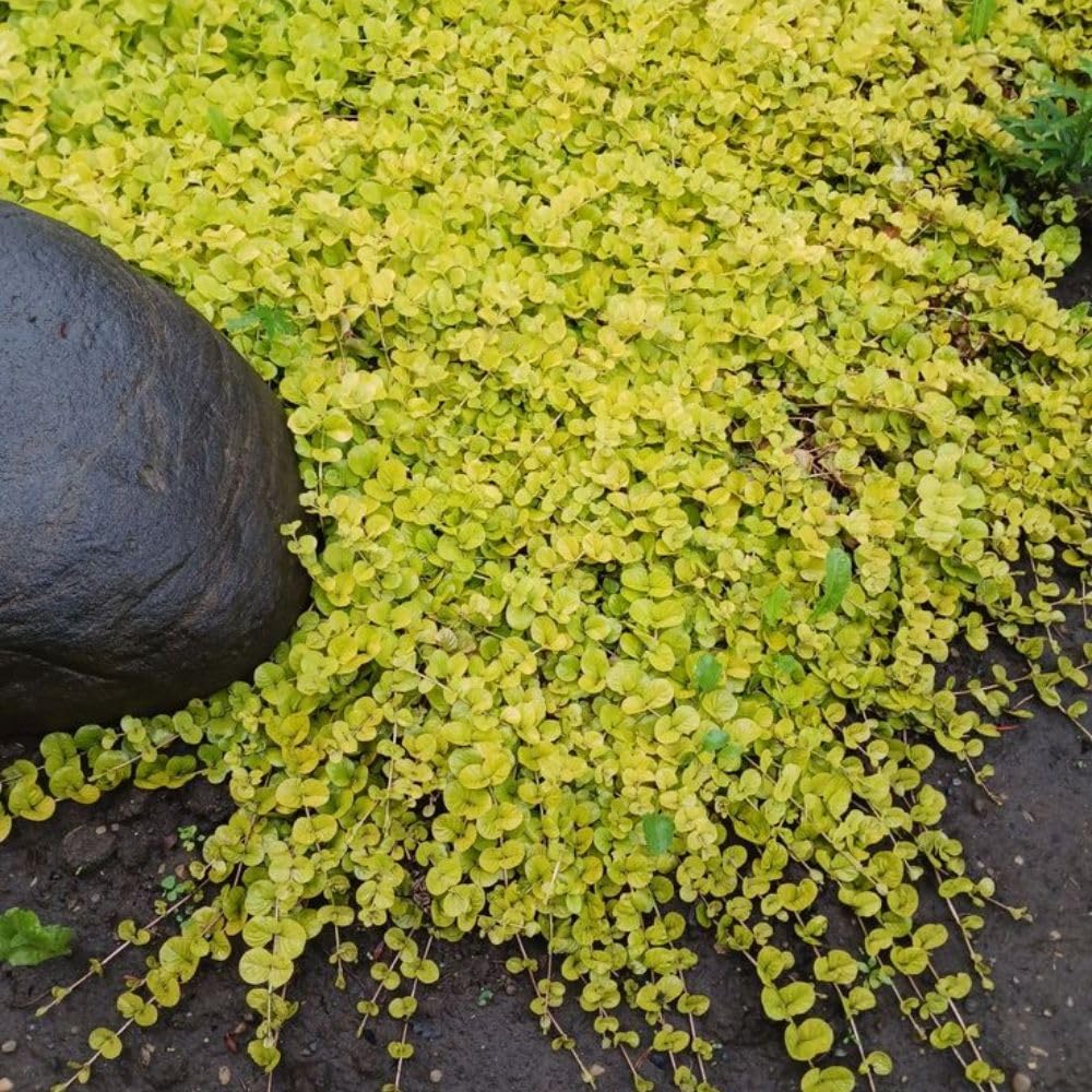 Golden Creeping Jenny Plant Live, 2-3 Inch Tall, Creeping Starter Plant for Ground Cover in Garden, Landscape, and Container Growing