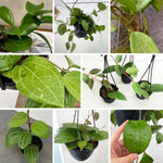 Green Hoya Quinquenervia Live Plant 3-7 Inch Tall, Five Veined Hoya Plant for Planting Indoor Outdoor, Houseplant for Decoration