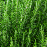 02 Rosemary Plants Live, 4 to 7 Inc Tall, Live Rosemary Plants Indoor Gardening Outdoor, Rosemary Live Plant