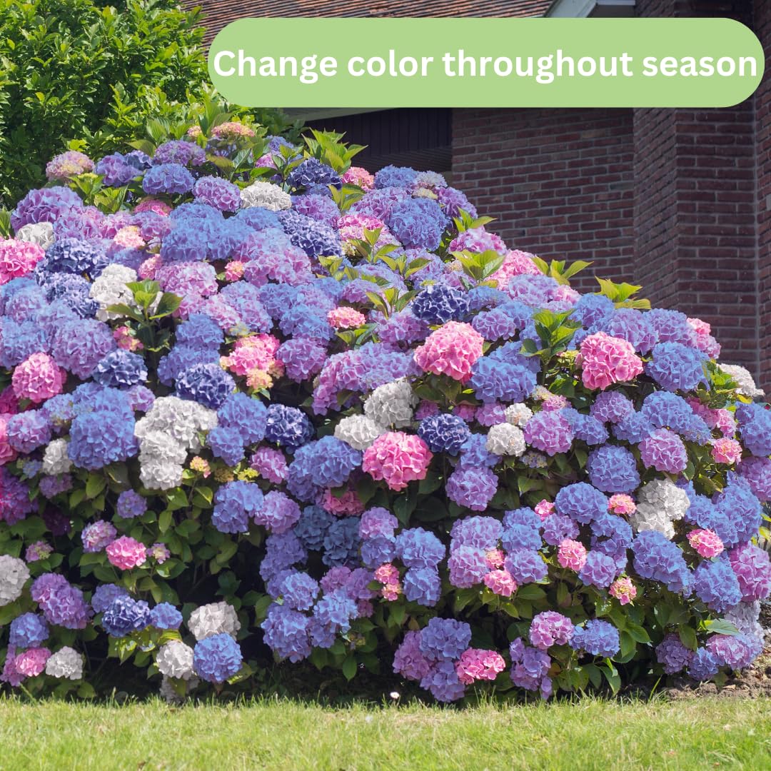 Hydrangea Bush Tree Plants Live, 5-9" Tall, No Pot, Dormant in Winter, Change Color Perennial Planting Indoor Outdoor, Long Lasting Blooms Flower (Blue to Pink or Purple)