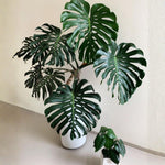Rare Monstera Plant, Monstera Live Plant Fully Rooted, Ready to Grow Philodendron 4-8 Inches, Live Houseplants, Indoor Plants (Split-Leaf Monstera)
