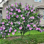 Live Rose of Sharon Plant 6-13" Tall, Althea Hibiscus Bush Well Rooted, Hardy Fragrant Hibiscus Syriacus Flowering Plant - Pink Blooms