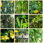 2 Luffa Plants Live, Luffa Gourd Live Plant, Loofah Gourd Plants for Garden, 3 to 5 Inches Tall, Vine Garden