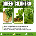 2 Cilantro Herb Plants Live in 4'' Pot, Ready to Grow Herb Starter 3-6 Inches, Fragrant Herbs for Indoor Outdoor Gardens