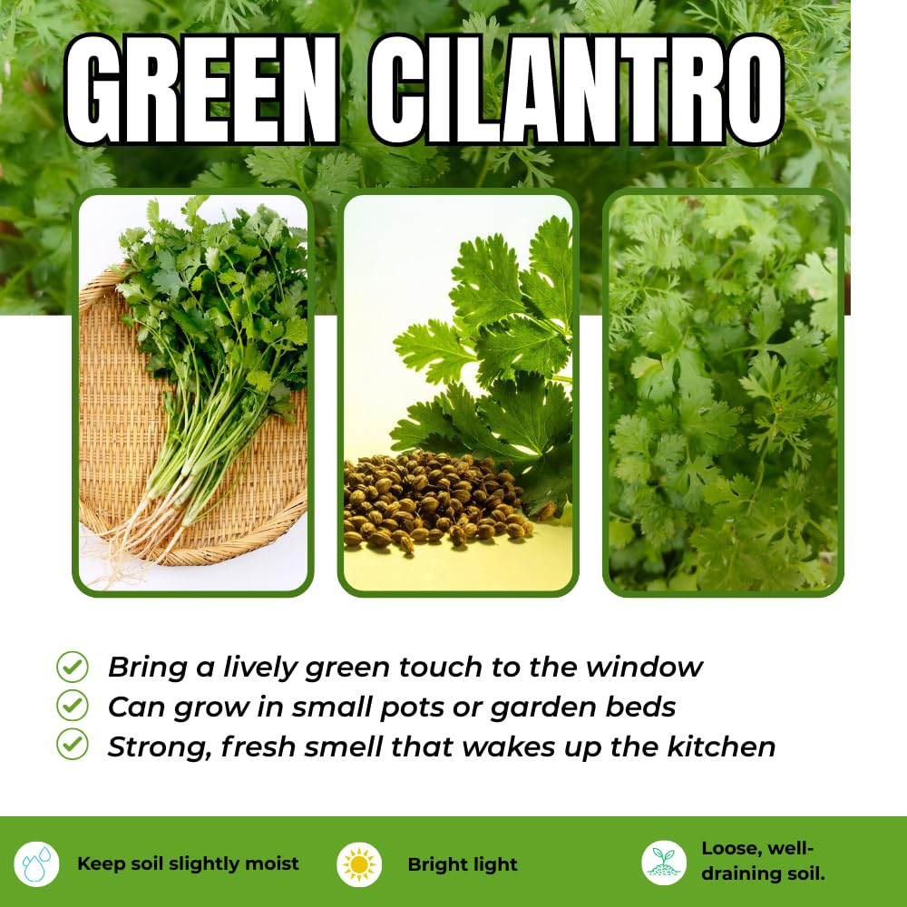 2 Cilantro Herb Plants Live in 4'' Pot, Ready to Grow Herb Starter 3-6 Inches, Fragrant Herbs for Indoor Outdoor Gardens