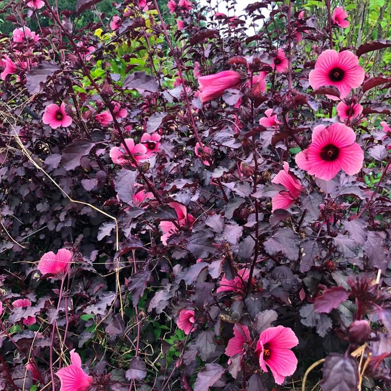 Hibiscus Plants Live, 02 Cranberry Hibiscus Live Plants, Pink Hibiscus Plants, 4 to 6 Inches Tall, Hibiscus Flowers Plants for Gardening Outdoor Indoor