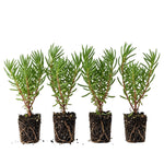 4 Portulaca Moss Rose Plants Live, 4 to 6 Inc Tall, Mix Portulaca Ground Cover Plant, Perennial Flower Plant Gardening Outside Inside