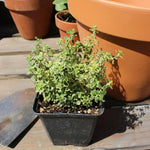 2 Variegated Lemon Thyme Plant Live, 4-6 Inches Tall, Lemon Thyme for Indoor Outdoor Garden