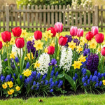 Pack of 30 Mix Flowers Bulbs for Spring Planting, Ranunculus Bulbs for Planting, Spring Blooms Vibrant Perennial Bulbs for Garden Borders (Mix Bulbs)
