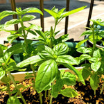 15 Sweet Basil Plants Live, Live Basil Plants, Basil Live Plants, 5 to 8 Inches Tall Outdoor or Indoor Garden