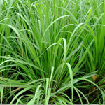 Set 2-3 Lemon Grass Live Plants Outdoor, Lemon Grass Live Plant for Outside, Zones 9 to 11