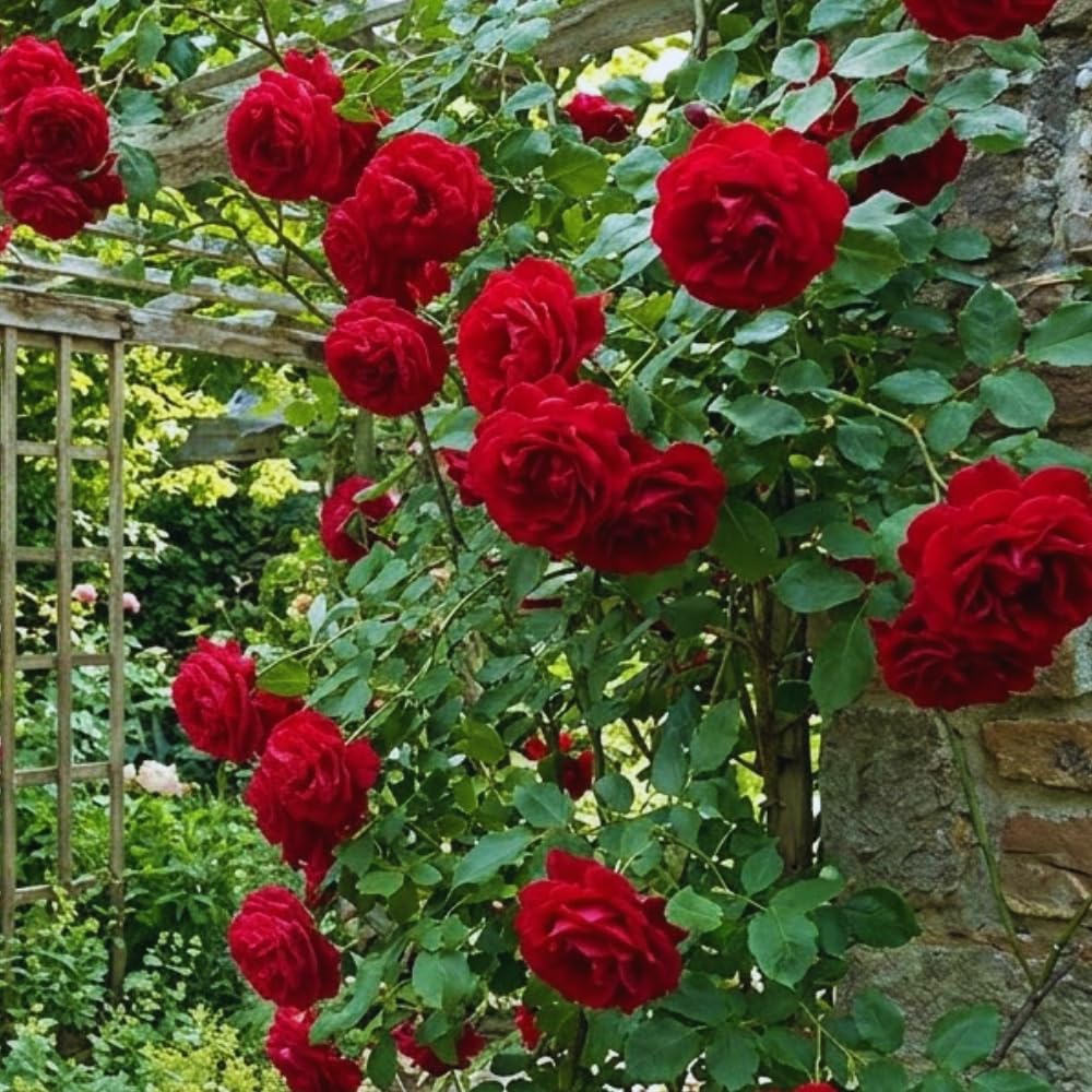 6 Red Rose Bush Cuttings Plant Live, Rose Climbing Vine Live Plant, 5 to 8'' Tall Cuttings