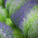 2 Lavender Plants Live Flower, Lavandula Perennial Starter Plants Plugs, 4-8" Tall for Planting Indoor Outdoor (Mix Lavender)