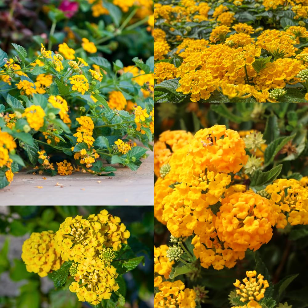 Pack 2 Lantana Live Plants for Planting, Hardy Perennial Lantana Bushes Well Rooted 4-7 Inches, Assorted Blooms (Yellow Flowers)