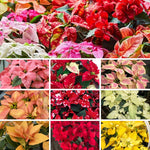 2 Poinsettia Plants Live, Assorted Poinsettia Flowers Christmas Decorations, Holiday Houseplant, Poinsettias Trees Plants, No Pot, 5-9" Tall