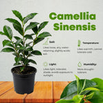 Camellia Sinensis Plant Live, Camellia Plant, Green Tea Tree Plants, Vibrant Flower Shrub, Well-Rooted for Garden Planting (4 Inches)