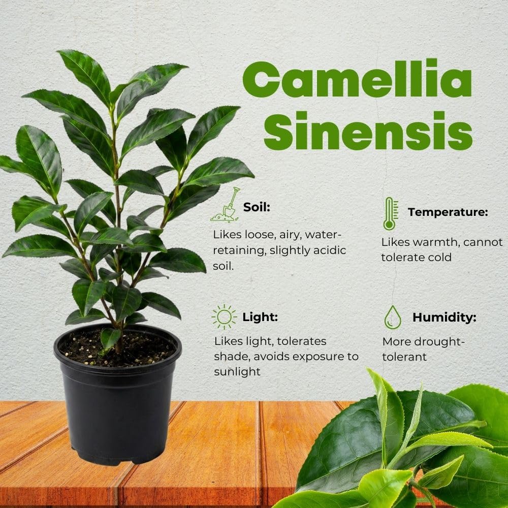 Camellia Sinensis Plant Live, Camellia Plant, Green Tea Tree Plants, Vibrant Flower Shrub, Well-Rooted for Garden Planting (4 Inches)