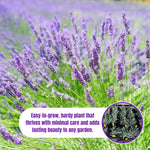 4 Lavender Plants Live Flower Indoor Outdoor, Lavandula Perennial Plants, Well Rooted 4-8" Tall, No Pot (Provence Lavender)