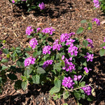Set 2 Traling Lavender Lantana Plants Live, Perennial Lantana Flowering Plants 4-8 Inches, Bright Flowers Outdoor