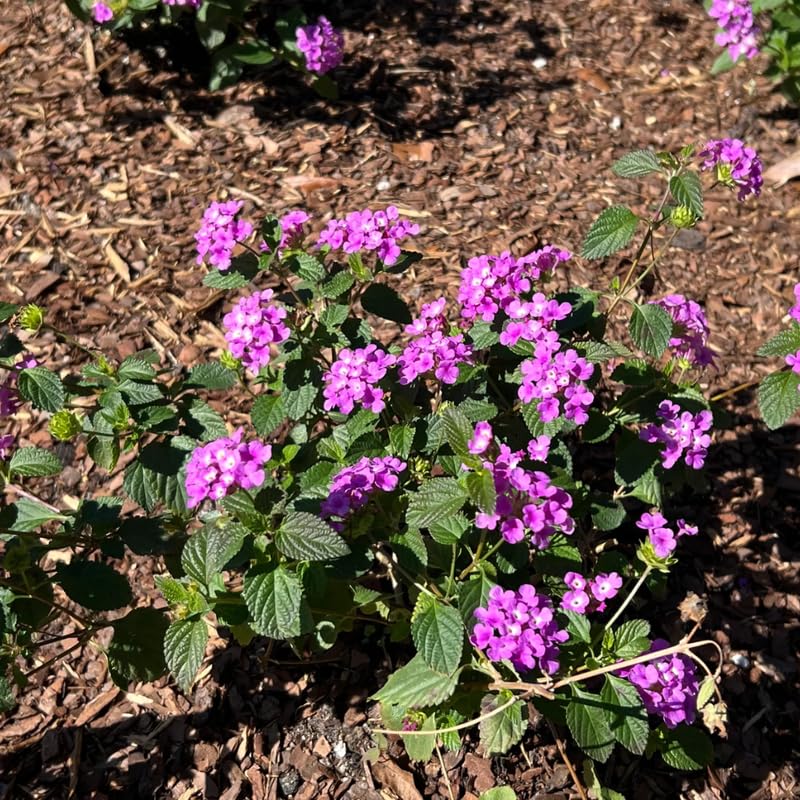 Set 2 Traling Lavender Lantana Plants Live, Perennial Lantana Flowering Plants 4-8 Inches, Bright Flowers Outdoor