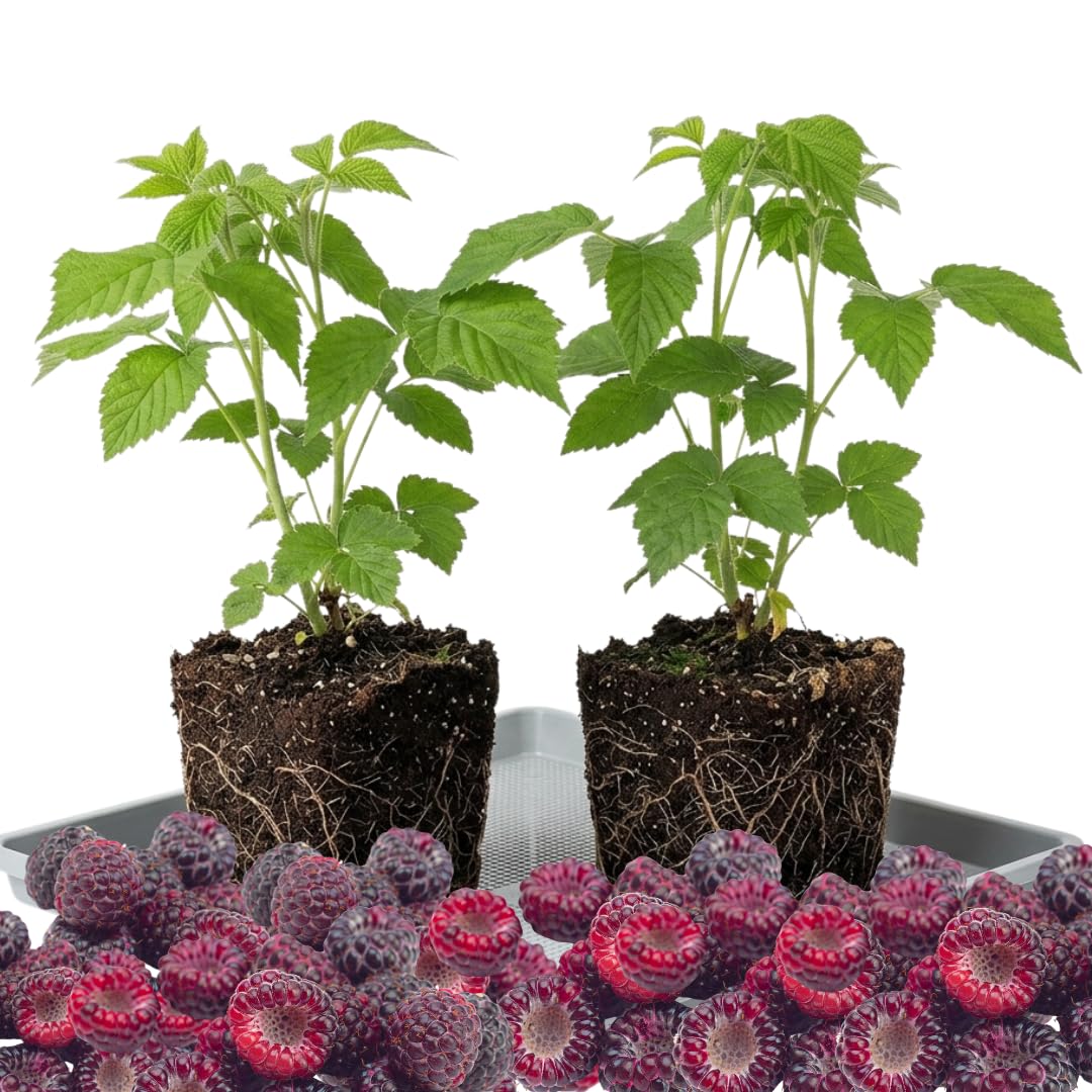 Everbearing Raspberry Bush Plant Live, Cold Hardy, Raspberries Plants Established Roots Live for Planting, 1 Plant 5-9 Inc Tall, No Pot (Purple)