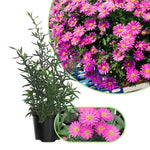 3 Asters Perennial Live Plants, Pink Aster Plants Live for Growing Outdoors, 4 to 6 Inc Tall Well Rooted