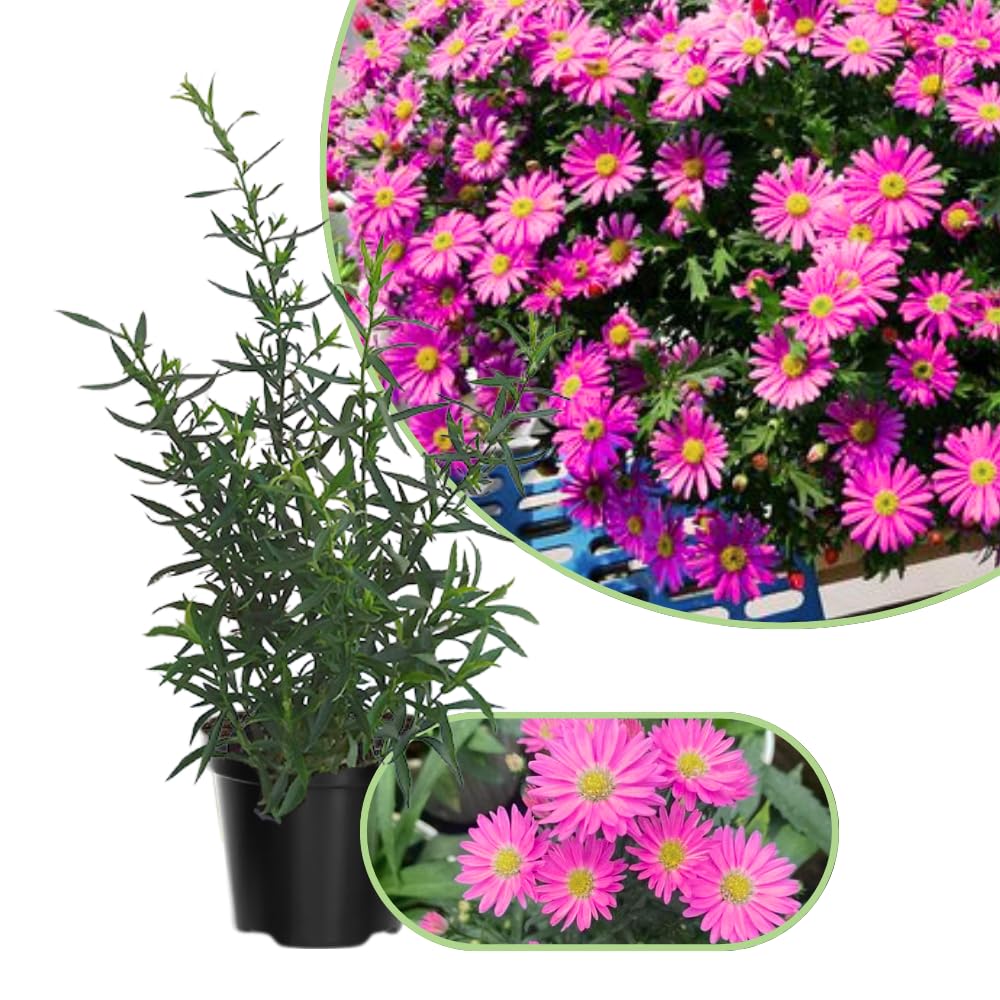 3 Asters Perennial Live Plants, Pink Aster Plants Live for Growing Outdoors, 4 to 6 Inc Tall Well Rooted