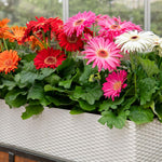 2 Daisy Plants, Mix Gerbera Daisy Live Plants, 4 to 6 Inches Tall, Gerbera Daisy Plant No Pot, Daisy Live Plant, Daisy Plants Live for Gardening