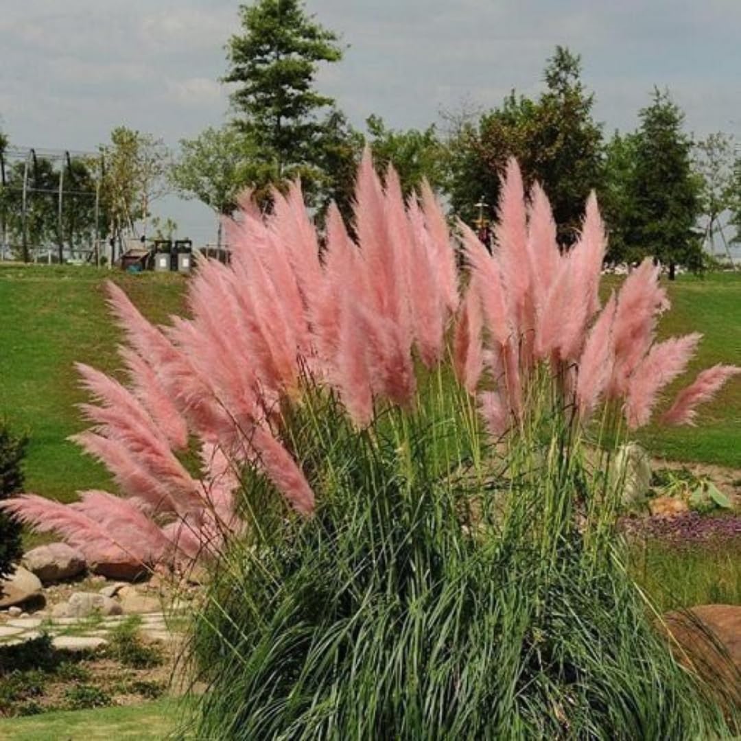 2 Pampas Grass Live Plants, Pink Pampas Grass Plants Live, Ornamental Grasses Live Plants Perennial Outdoor Garden, 5 to 8Inc Long