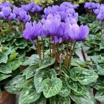 Cyclamen Plant Live in 4'' Pot, Vibrant Indoor Flowering Plants for Planting, Blooms Already, Indoor Outdoor Decoration (Purple Cyclamen)