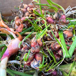 6 Walking Onion Plants Live for Planting, Easy-Grow Egyptian Onions, Fresh Onion Plants, Hardy Perennial Vegatable
