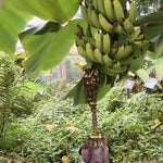 Grand Nain Banana Plants Live for Planting, Banana Trees Live Plants from 4 to 6 Inc Tall, 1 Plant